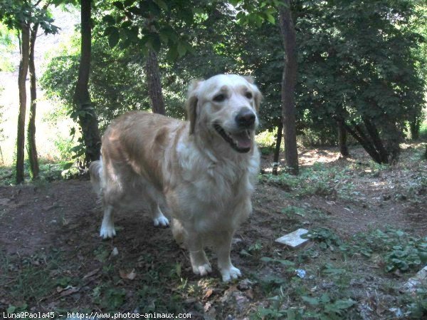 Photo de Golden retriever