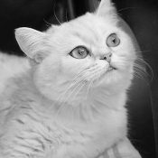 Photo de British shorthair