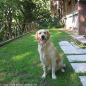 Photo de Golden retriever