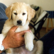 Photo de Golden retriever