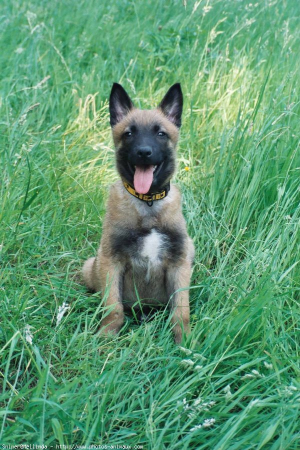 Photo de Berger belge malinois