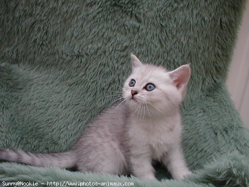 Photo de British shorthair