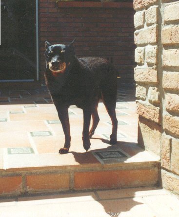 Photo de Pinscher nain