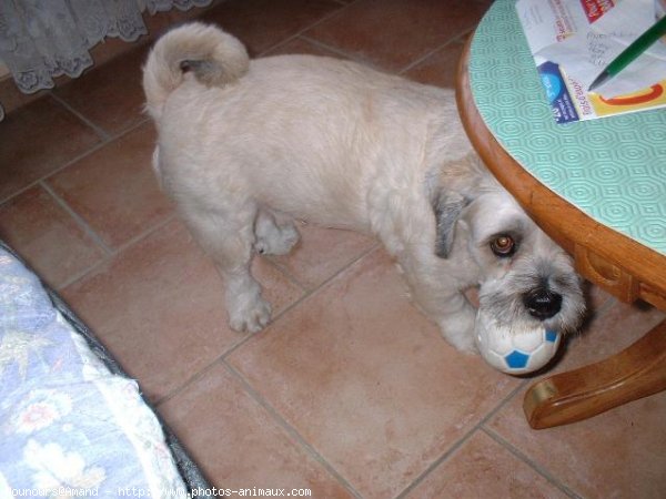 Photo de Lhassa apso