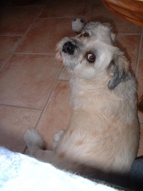 Photo de Lhassa apso