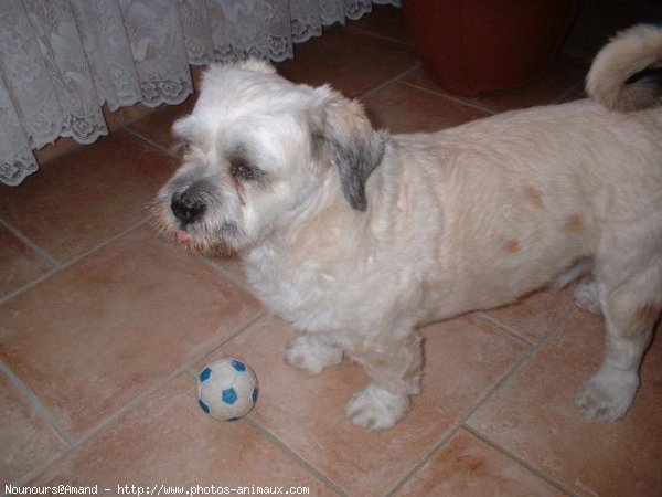 Photo de Lhassa apso