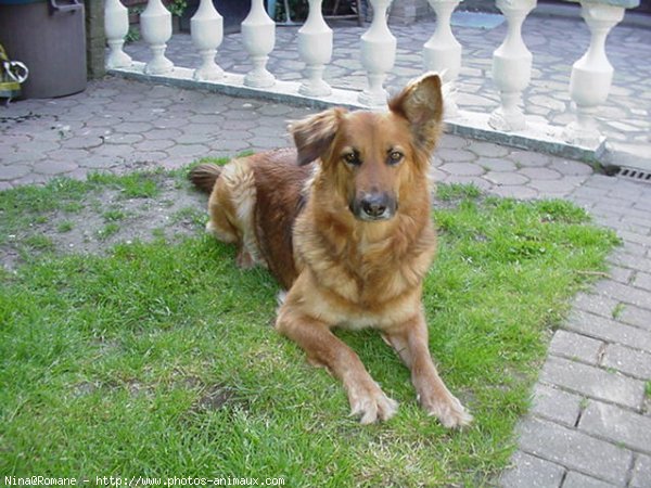 Photo de Berger belge malinois