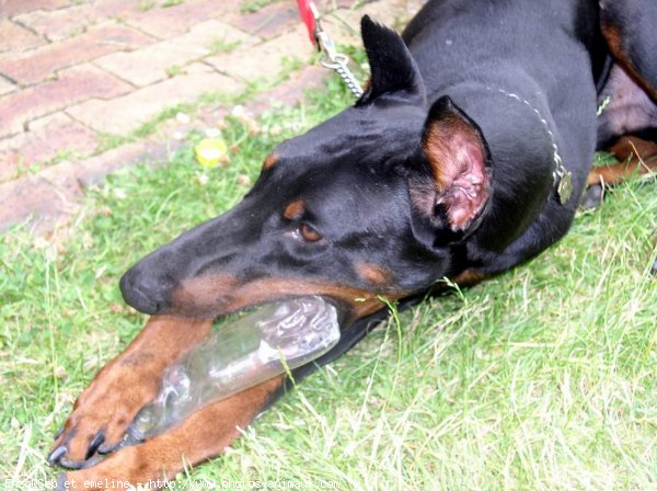 Photo de Dobermann