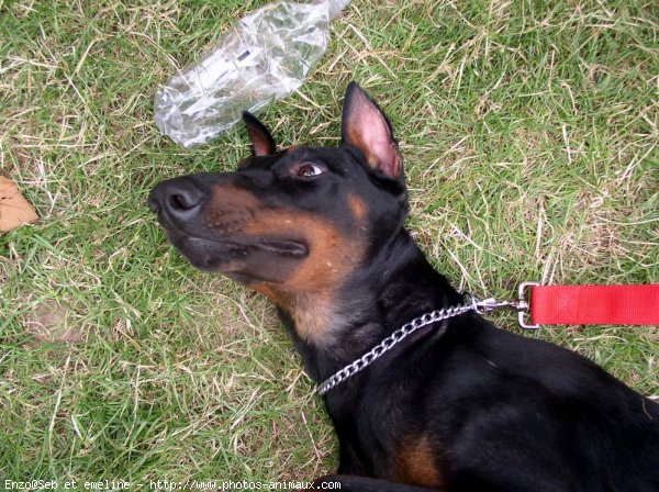 Photo de Dobermann