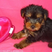 Photo de Yorkshire terrier