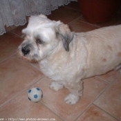 Photo de Lhassa apso