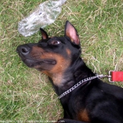 Photo de Dobermann