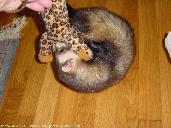 Photo de Furet