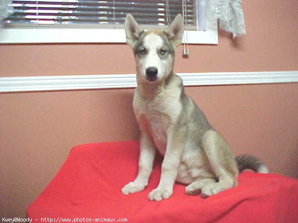 Photo de Husky siberien