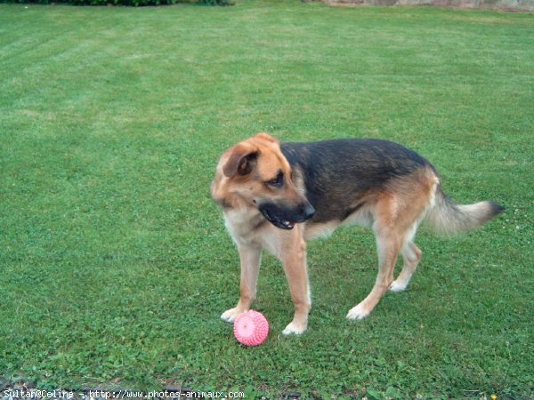 Photo de Berger allemand  poil court