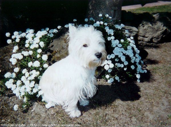 Photo de West highland white terrier