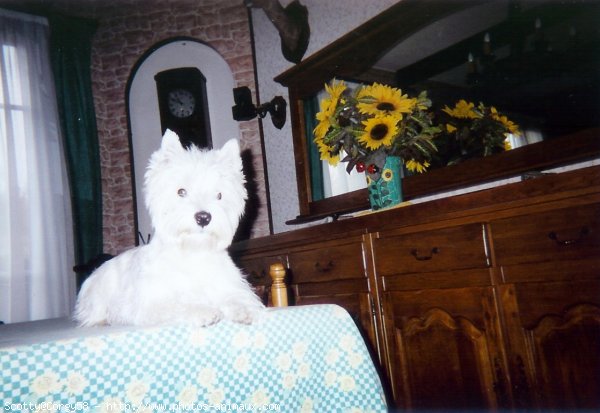 Photo de West highland white terrier