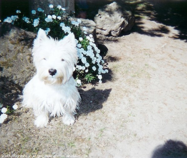 Photo de West highland white terrier