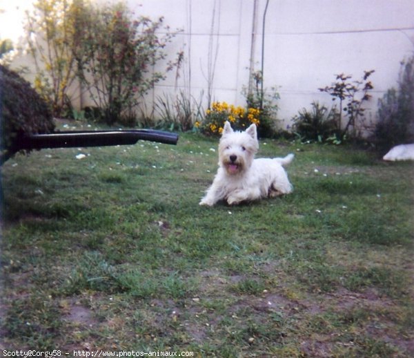 Photo de West highland white terrier