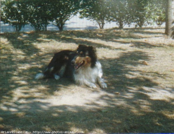 Photo de Colley  poil long