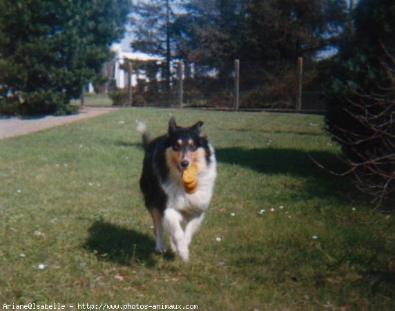 Photo de Colley  poil long