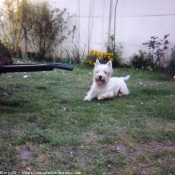 Photo de West highland white terrier