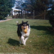 Photo de Colley  poil long