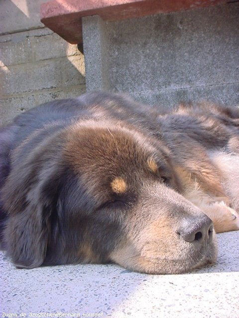 Photo de Dogue du tibet