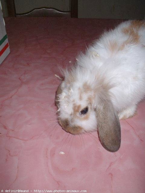 Photo de Lapin