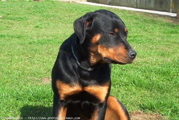 Photo de Rottweiler