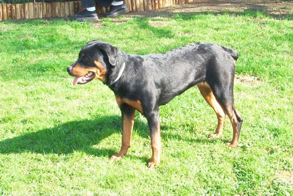 Photo de Rottweiler