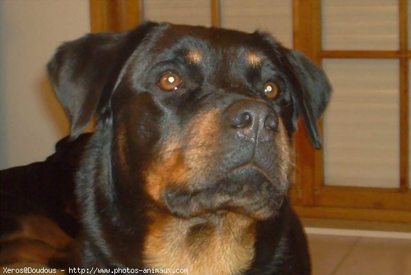 Photo de Rottweiler