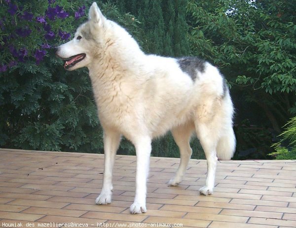 Photo de Husky siberien