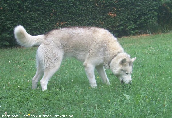 Photo de Husky siberien