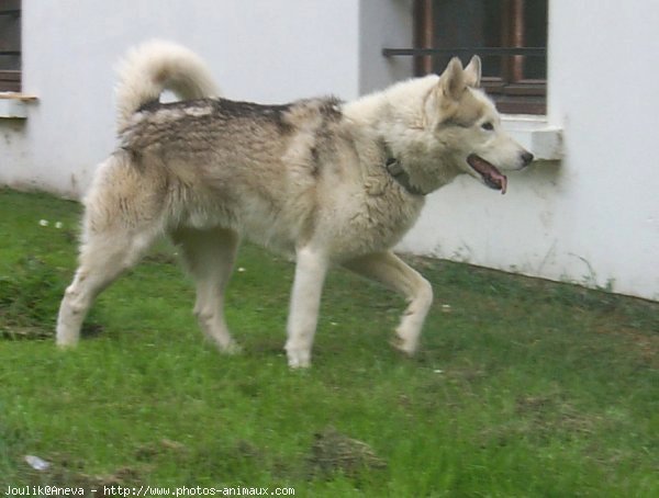 Photo de Husky siberien