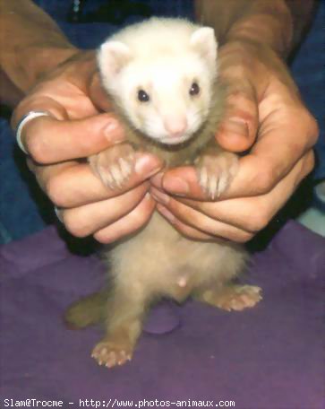 Photo de Furet