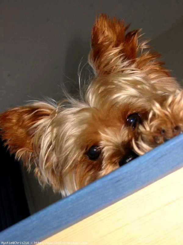 Photo de Yorkshire terrier