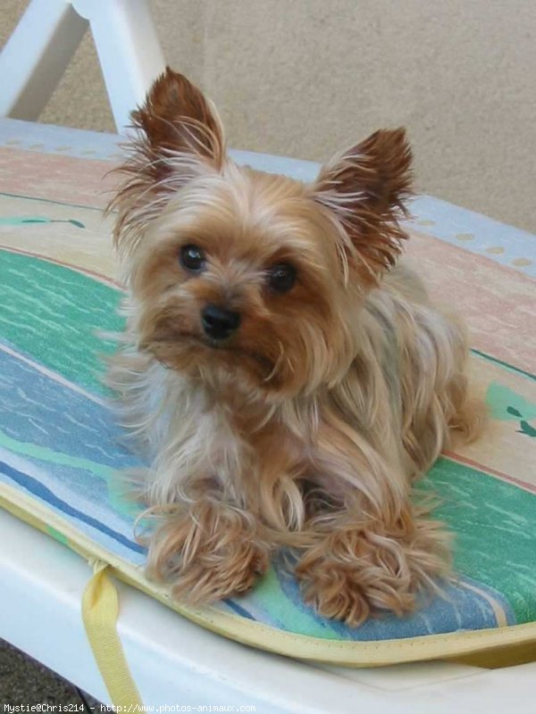 Photo de Yorkshire terrier