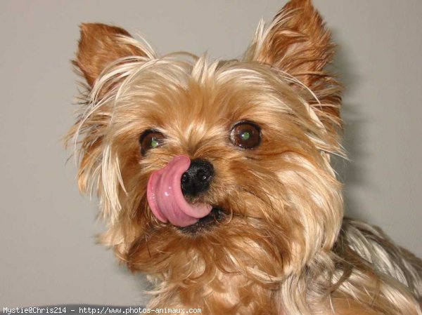 Photo de Yorkshire terrier