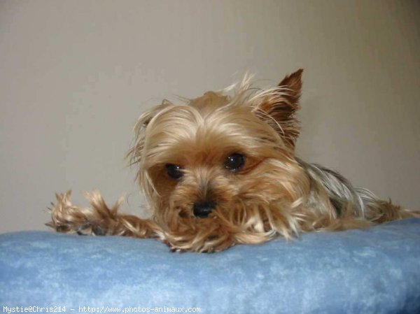 Photo de Yorkshire terrier