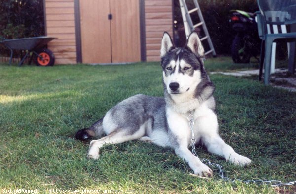 Photo de Husky siberien