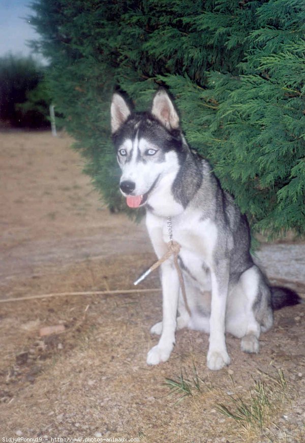 Photo de Husky siberien