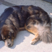 Photo de Dogue du tibet