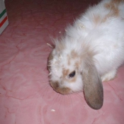 Photo de Lapin