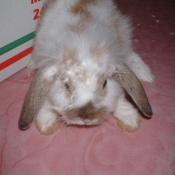 Photo de Lapin