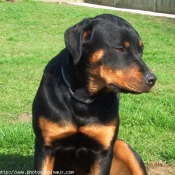 Photo de Rottweiler