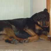 Photo de Rottweiler