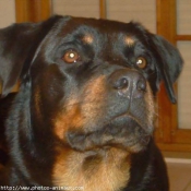 Photo de Rottweiler