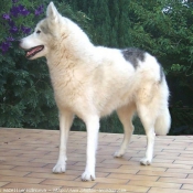 Photo de Husky siberien