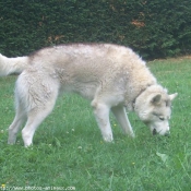 Photo de Husky siberien